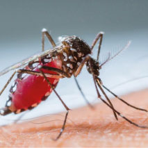 Aedes aegypti: Dengue, Chikungunya e Zika