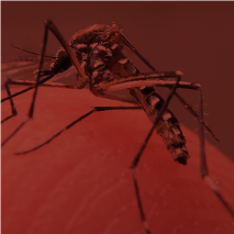 Aedes aegypti – reapresentação