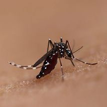 Aedes aegypti – reapresentação