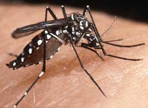 Aedes aegypti (foto) e Aedes albopictus, mosquitos transmissores da dengue e da febre amarela, podem espalhar o novo vírus pelo país. Foto: Reprodução / Internet