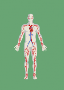 Ilustração_Angiologia_Página