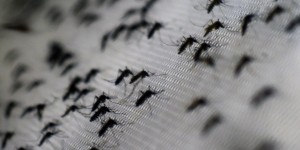 Combate à proliferação do Aedes aegypti pode ter novidades nos próximos meses. Crédito da foto: Christophe Simon / AFP / Getty Images
