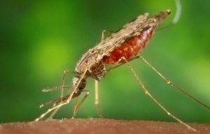 Mosquito transmissor da malaria. Foto: reprodução Internet